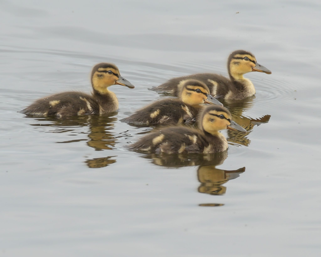 20 x 30 cm Ducklings 