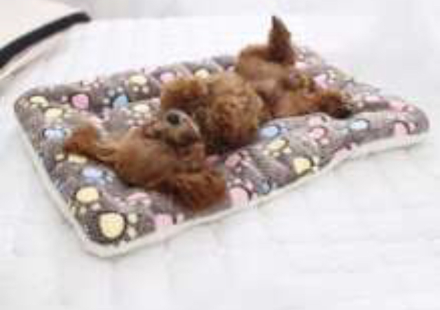 Paw pattern slippers pet 