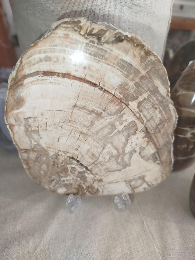 Tranche de bois Fossile 