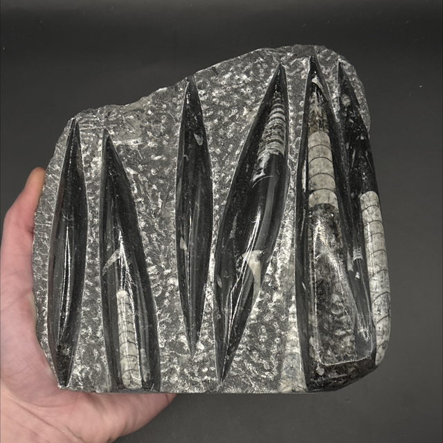 Orthoceras Cluster Slab 