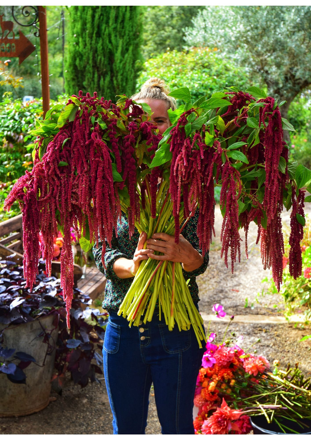 Amarante queue de renard bordeaux &amp; vert