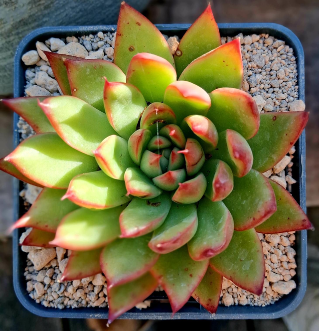 D09 . Echeveria 'Pluto Galaxy'