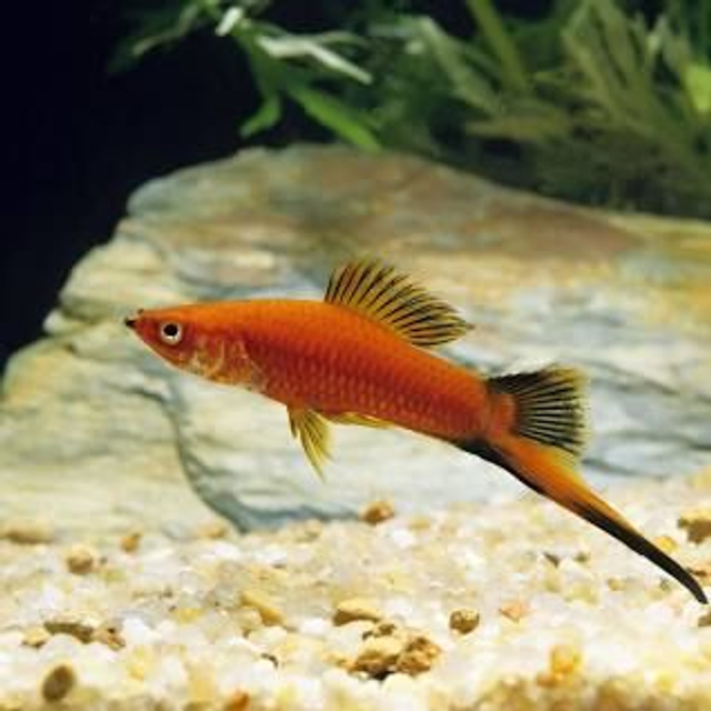 Sword Tail (Xiphophorus helleri)(4.0 - 5.0)