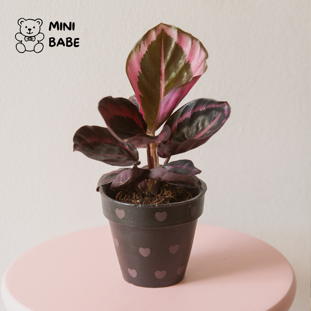 Calathea Dottie 🌿