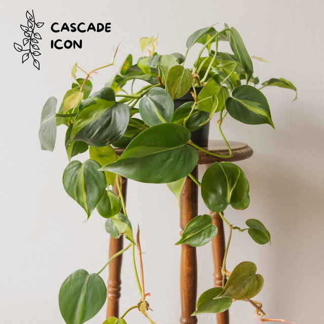 Philodendron Scandens ‘Brasil’ 🌿