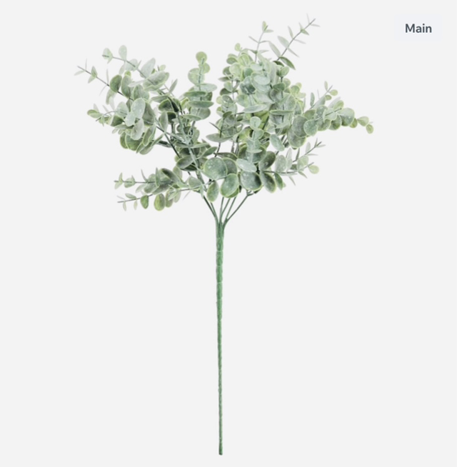 Dusted Gunnie Eucalyptus Stem