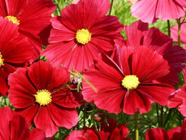 Cosmos Gazebo Red