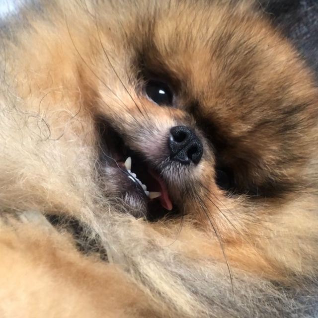 2) Small Group Cuddles &amp; Wellness 1 hour