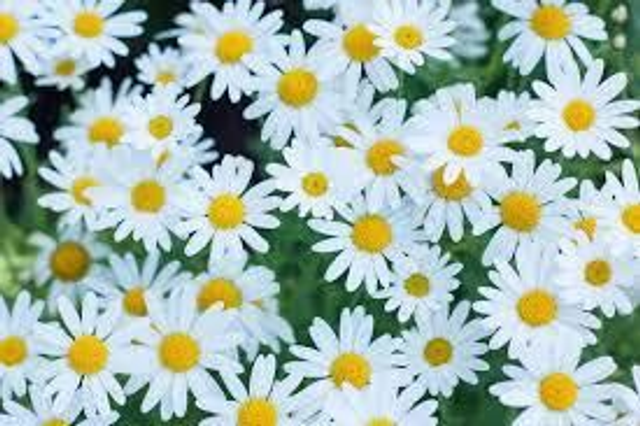 Daisies 