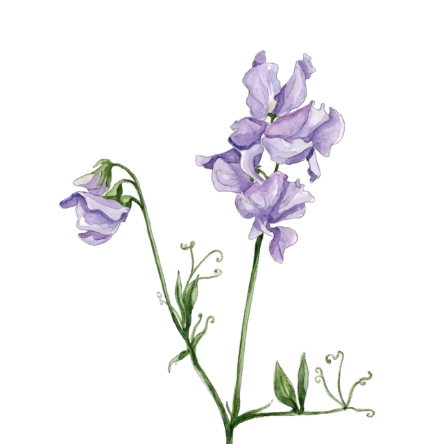 Sweet Pea 'Alison Louise'