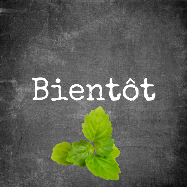 Hydrolat Patchouli Bio