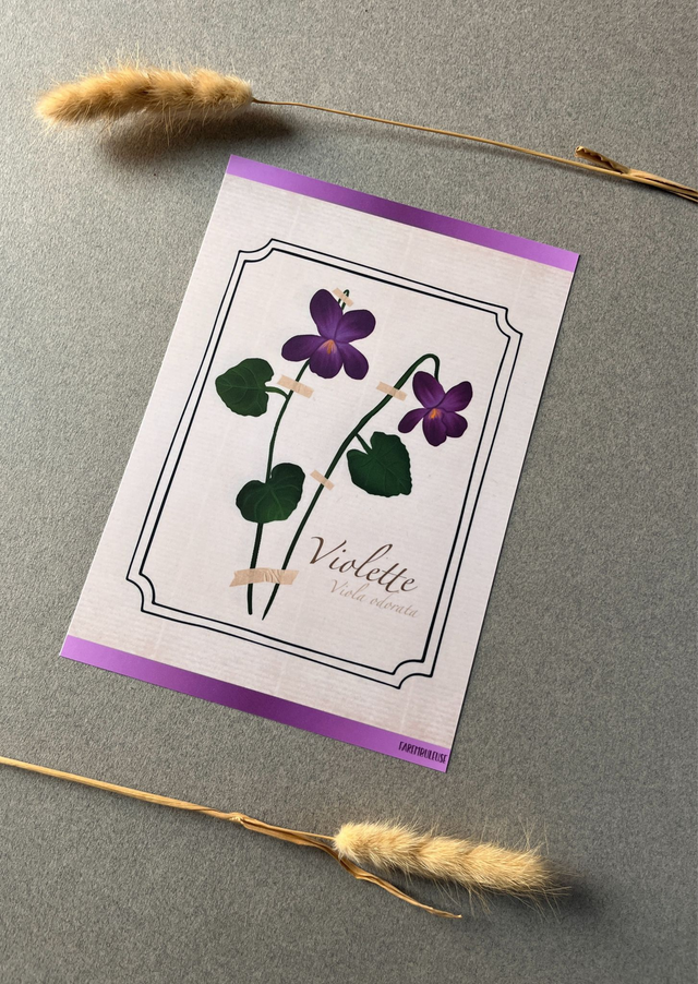 Affiche 02. La Violette (février)