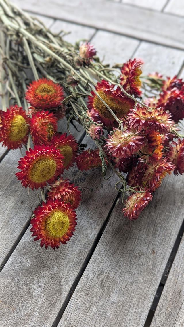 Fleurs séchées d&#039;Immortelle