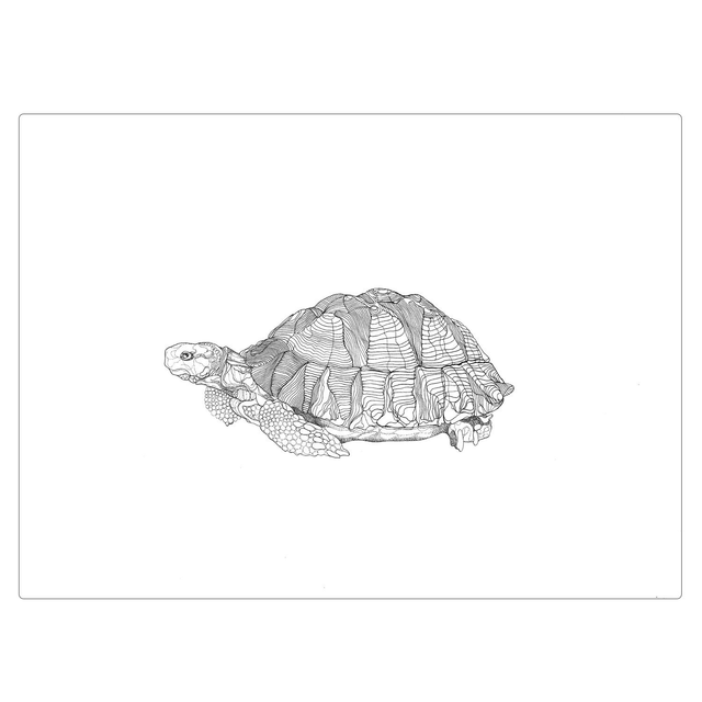 B&W A3 print - tortoise