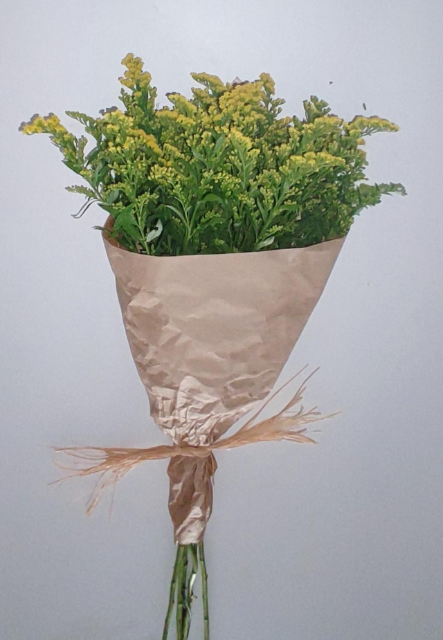 Solidago