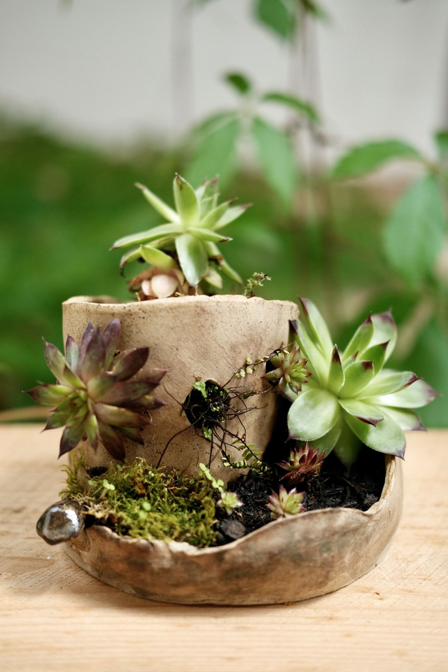 Spiral Succulent Pot ( Plants Included)