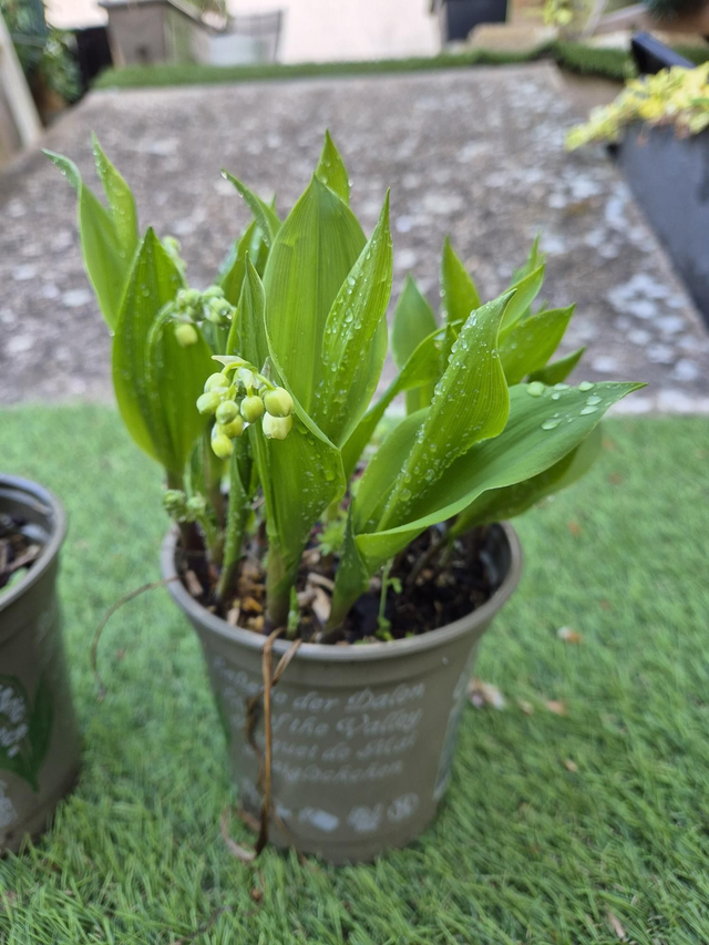 Muguet pot de 10cm 5 griffes