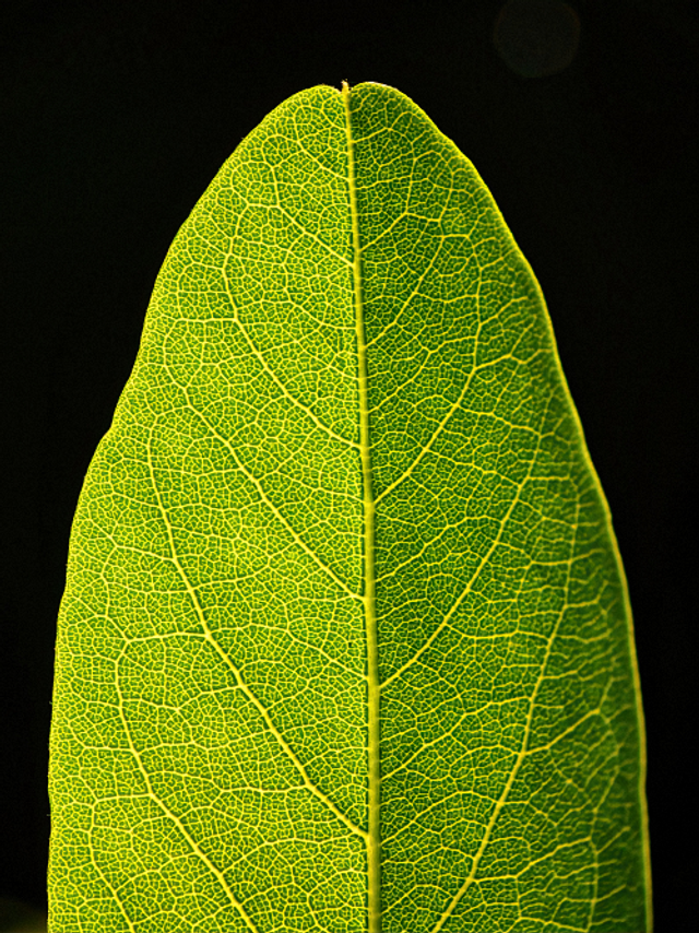 Texture feuille