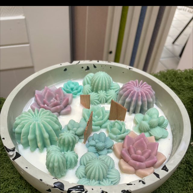 succulentes taille XL