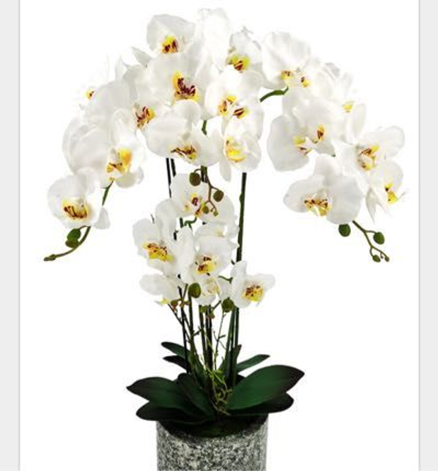 Extra-Large Phalaenopsis Orchid - Cement Vase