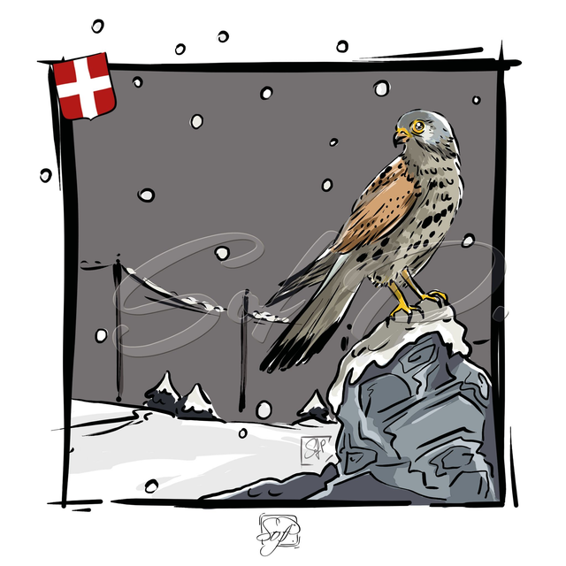 ANIMAUX D&#039;ICI - Le faucon crécerelle