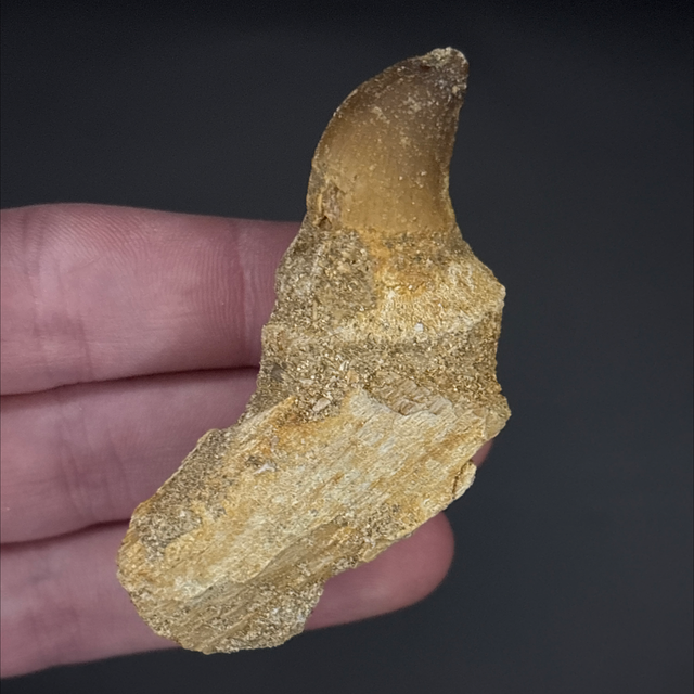 Mosasaur Jaw Section