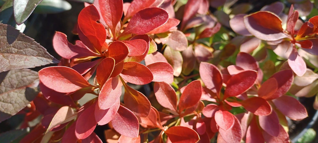 Berberis thunbergii Coral