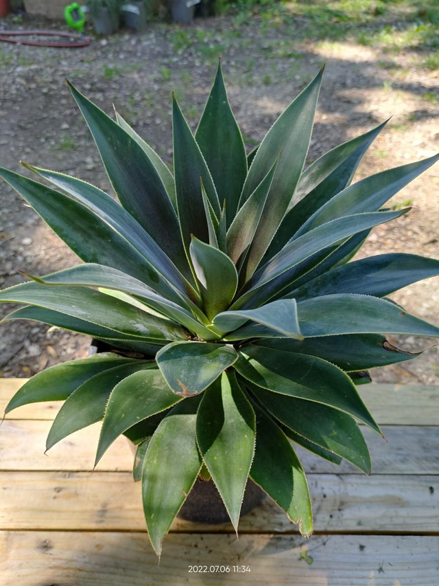 Mangave 'Lavender Lady' - C4.5l