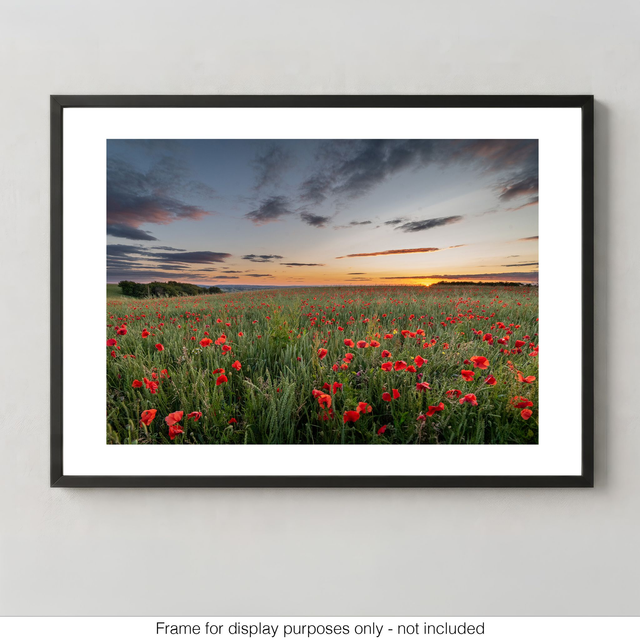 Sunset Poppies