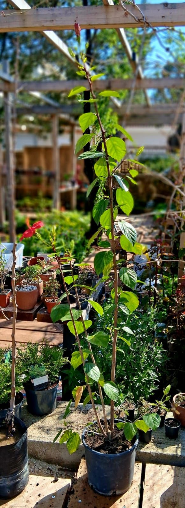 A39 . Hybiscus rosso