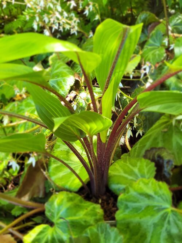 Hosta 'Purple Heart' 