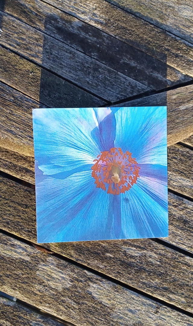 Meconopsis Poppy