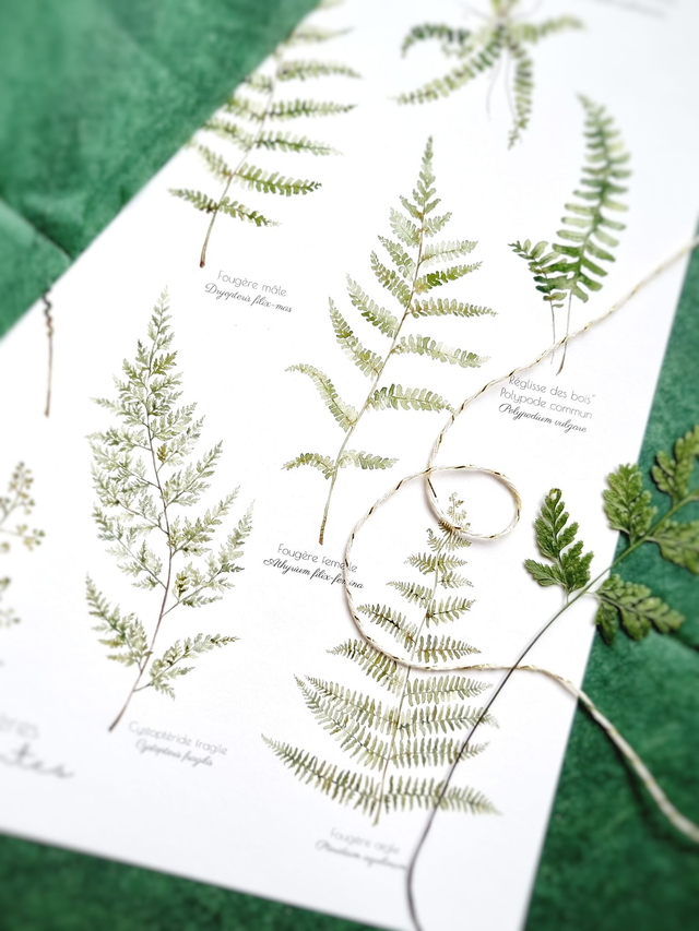 Affiche "Fougères élégantes"