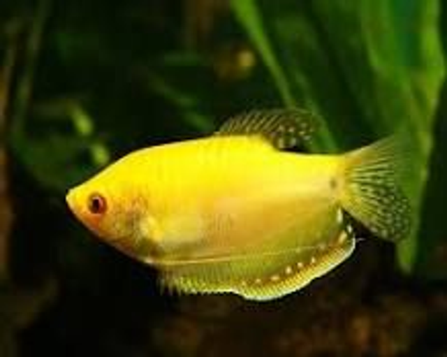 Gold Gourami (Trichogaster trichopterus)