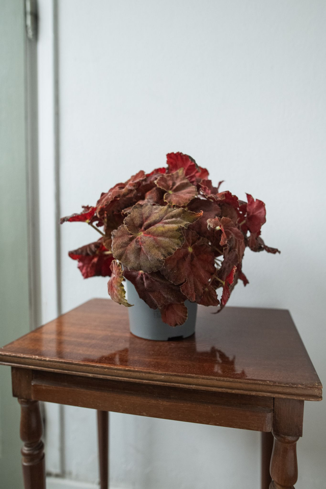 Begonia Beleaf Amber Love 🌿