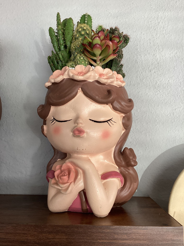 Composizione piante grasse