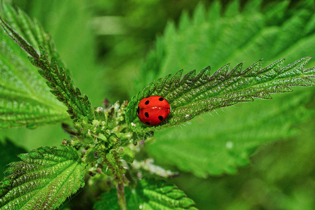 Coccinelle