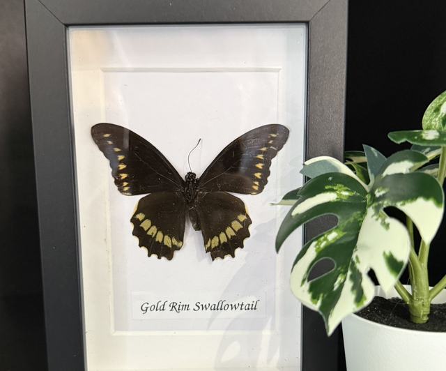 Gold Rim Swallowtail