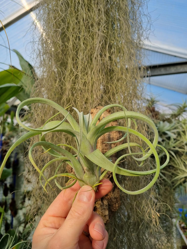 Tillandsia Curly Slim