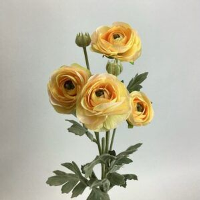 Ranunculus Spray x 4 Head / 2 Buds yello
