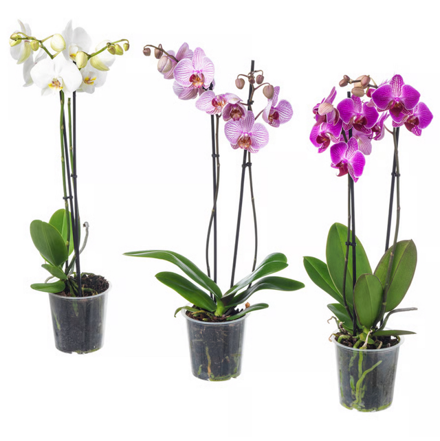 Orchidea Phalaenopsis 2 rami
