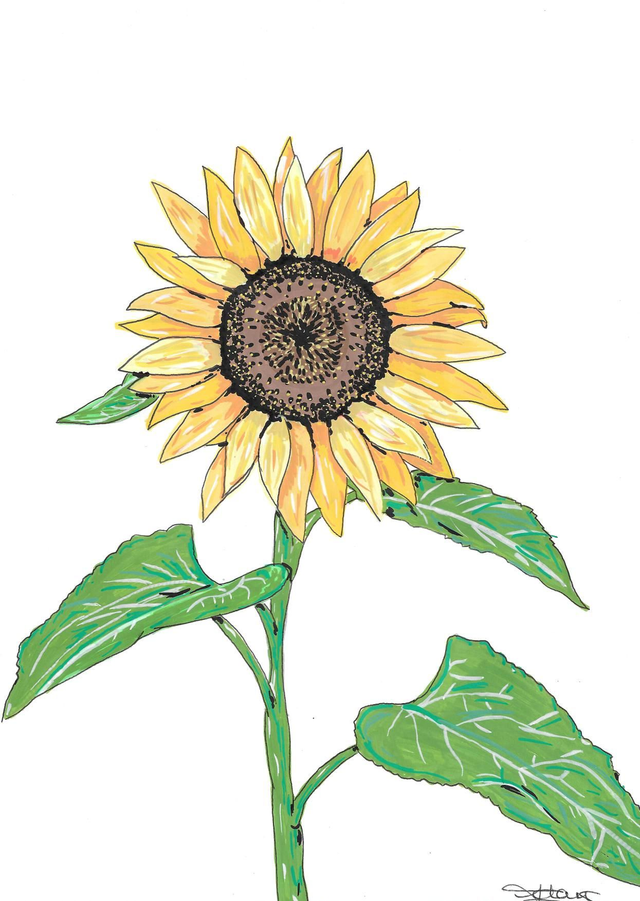 A4 print - The Sunflower