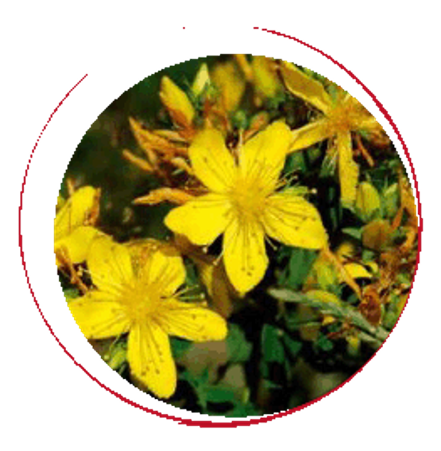 Macération solaire de Millepertuis et le feu du Solstice ré-illumine