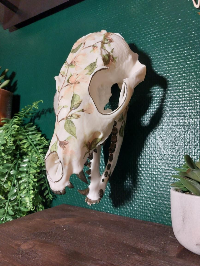 Grand crâne de renard fleurit