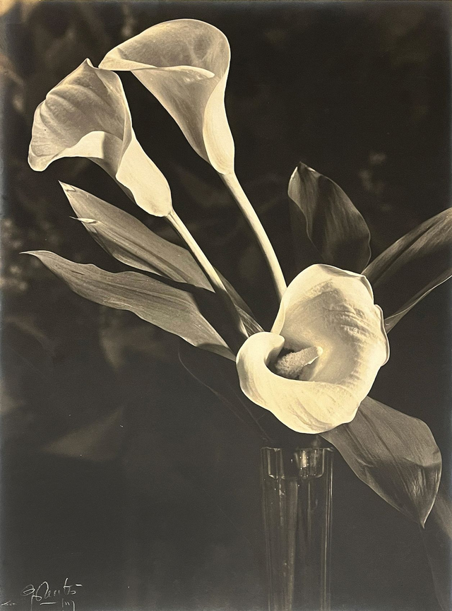 Étude de fleurs, arums, c.1940