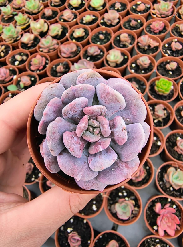 Echeveria 'Cubic Frost' 