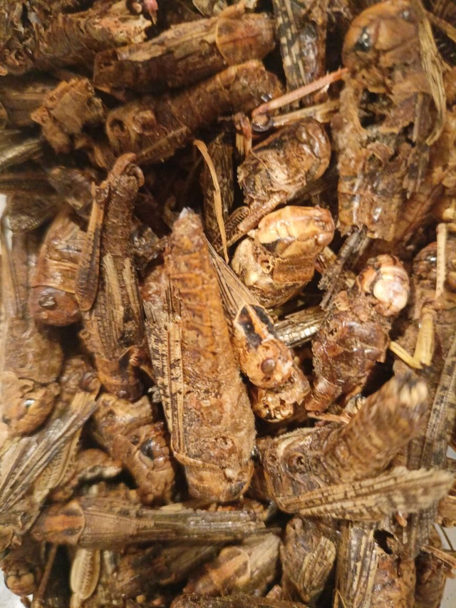 Dried grasshoppers