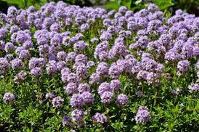 Thym serpolet - Thymus Serpyllum NT