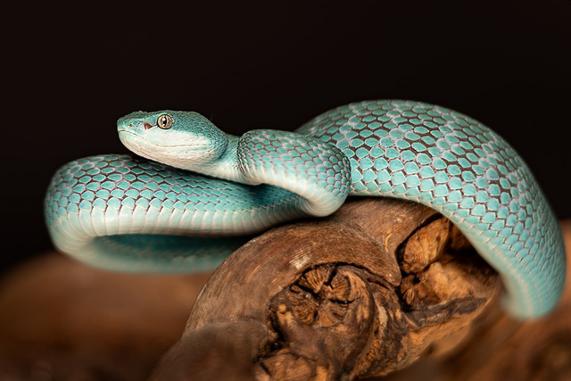 Insel-Bambusotter - Querformat