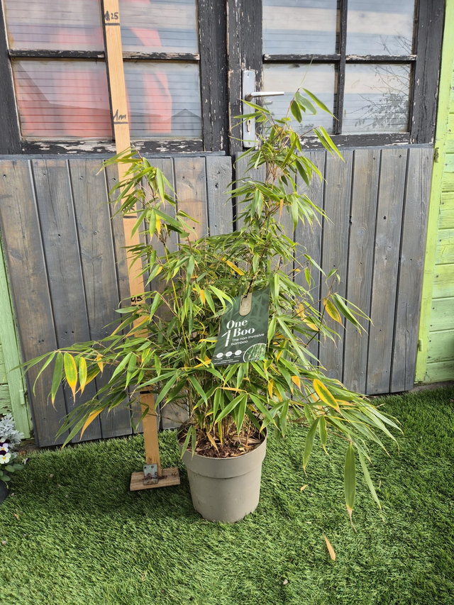 Bambou Fargesia Robusta Pingwu pot 3L